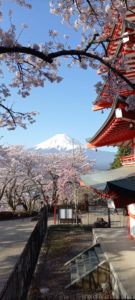 調布　整骨院　富士山　桜